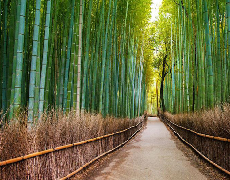 susan cleveland japan trip kyoto path